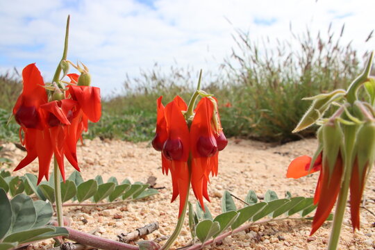 Sturt Desert Pea (Swainsona formosa) in the Cape Range National Park near Exmouth, Western Australia.