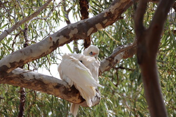 Little Corella (Cacatua sanguinea), Cape Range National Park, Exmouth, Western Australia.
