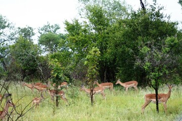 Naklejka na ściany i meble Kruger International Park, South Africa.