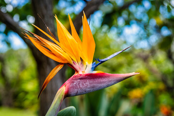 Fototapeta na wymiar Bird of Paradise Flower in Maui Hawaii