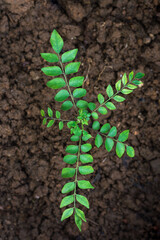 curry leaf plant in the garden, also known as sweet neem, closeup view taken from above, soil in the background