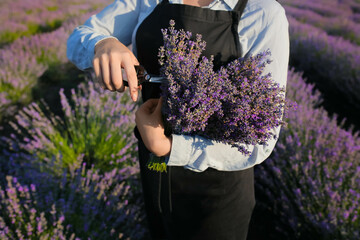 Female farmer cutting lavender flowers in field