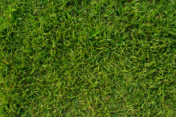 green grass texture