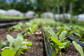 Close up young Cantonese vegetable on nursery plot in organic  farm,agriculture