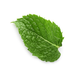 Fresh mint leaf on white background