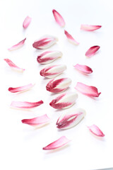 白バックで清潔感のある赤チコリー,アンディーブ,エンダイブ