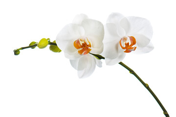 Naklejka na ściany i meble Orchids isolated on white background.