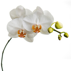 Naklejka na ściany i meble Orchids isolated on white background.