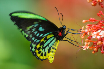 Cairns Birdwing Butterfly with beautifuil colourful background to match the colours of the male butterfly.
standing gently on a flower