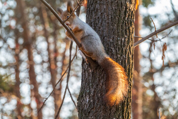 Squirrel with nut in Autumn sits on a branch