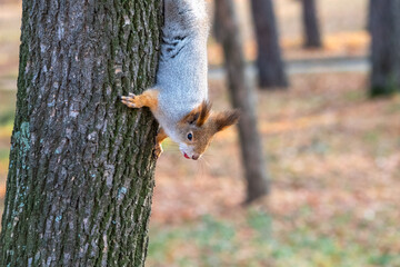 Portrait of a squirrel on a tree trunk