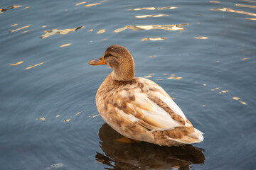 Yellow colored Mallard female Duck swims in the pond. Animal polymorphism