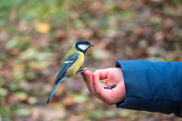 A tit sits on a man's hand and eats seeds.