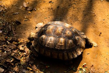 turtle crawling on the ground