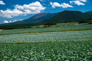 Fototapeta na wymiar A cabbage field at the foot of a beautiful mountain