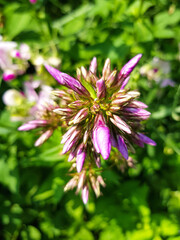 garden phlox also fall phlox (in german Hoher Stauden-Phlox also Rispige Flammenblume) Phlox paniculata