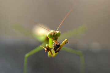 カマキリ
