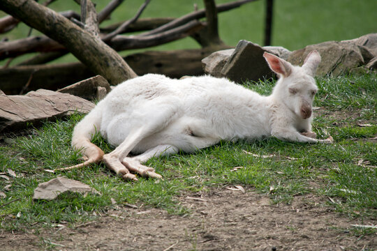 the albino western grey kangaroo is resting on the grass