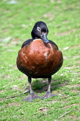 the female Australian Shelduck has a white eye surround