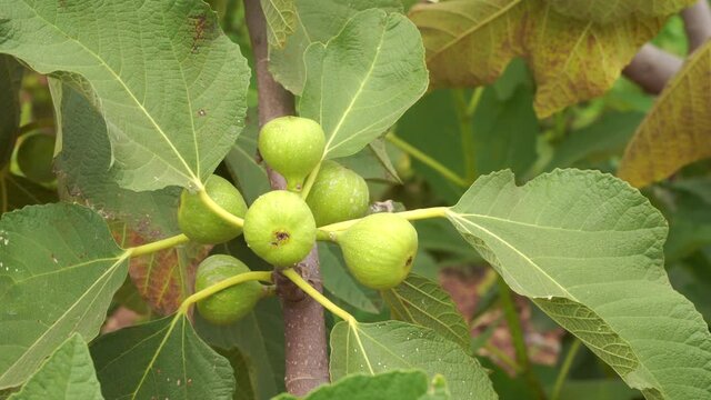 Close up of a bunch of common figs growing on a tree that is swinging in soft breeze.