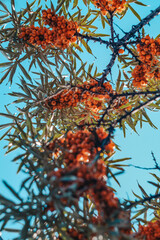 red autumn leaves against sky