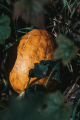 mushrooms in the autumn forest
