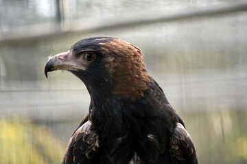 the black breasted buzzard is a brown and black raptor
