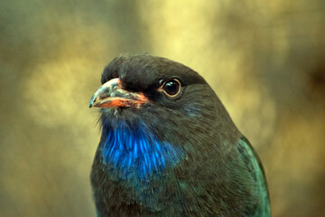 this is a close up of a dollar bird