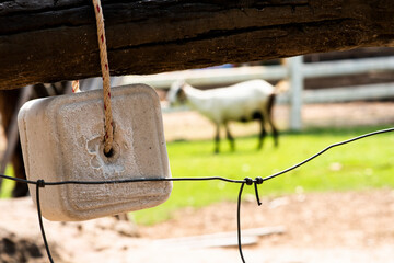 A lump of cud or mineral salt for chewing or grazing animals is hung on the fence of the pen.