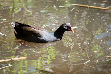 the dusky moorhen is swimming in the lake
