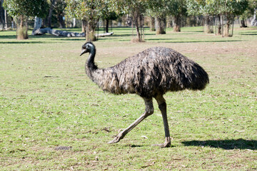 this is a side view of an emu walking in the park
