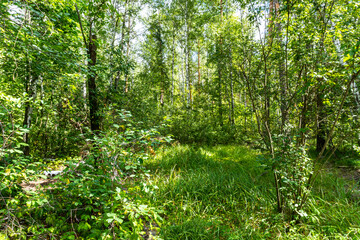 summer forest, birch, beautiful summer background