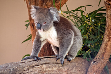 the koala is walking on a tree branch