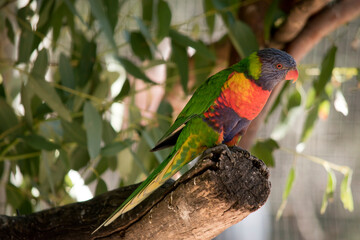 the rainbow lorikeet is perched on a branch