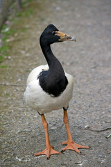the magpie goose is looking for food