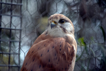 the nankeen kestrel is a brown raptor