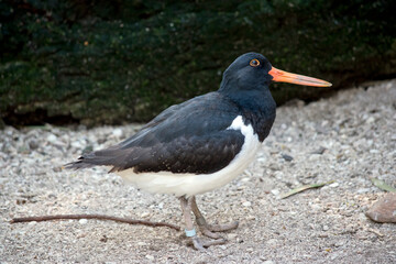 this is a side view of a oyster catcher