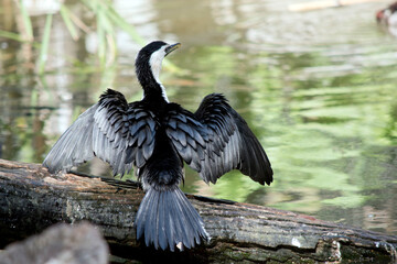the pied cormorant is a black and white sea bird