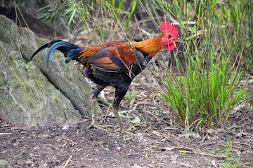 this is a side view of a rooster