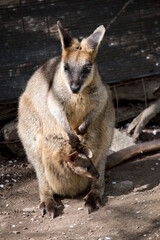 the swamp wallaby has a long tail, he is maiy different shades of brown with white above his lip with a black nose and paws