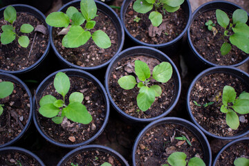 aubergine plants ready to field