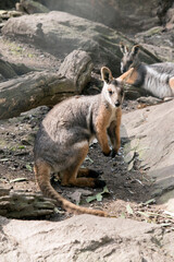 the yellow footed rock wallaby is tan, grey and white