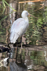 the yellow spoonbill is wading in the water looking for food