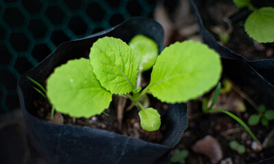 baby cabbage plant plant ready to plant in the field