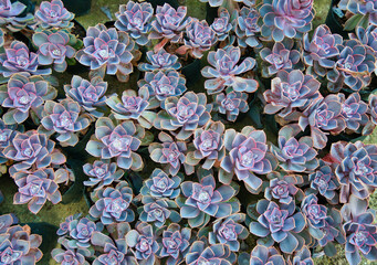 Succulent plant. Perle Von Nurnberg, Hen and chicken plant, Dusty rose Plants for sale on the...