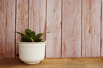 Green home houseplants on wooden background
