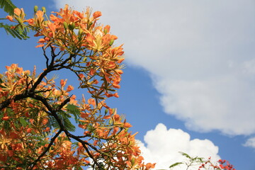 Flamboyant, Bras&iacute;lia.
