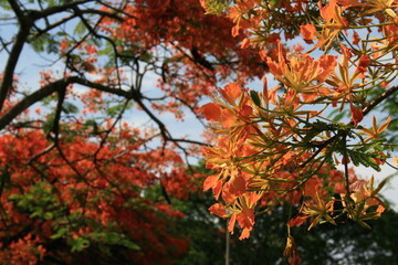 Flamboyant, Brasília.