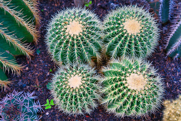 Succulent plant. Barrel cactus, Gold barrell cactus, Golden Ball. Travel to the mountain city of...