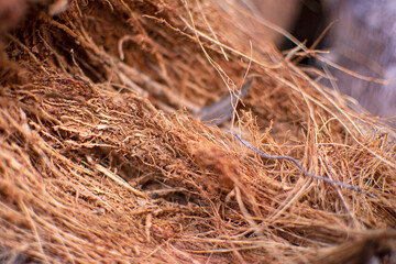 coconut husk fiber closeup